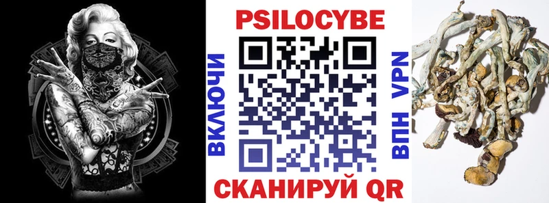 где найти   Железногорск  Галлюциногенные грибы Cubensis 